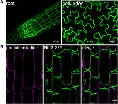 Mapping of Plasma Membrane Proteins Interacting With Arabidopsis thaliana Flotillin 2